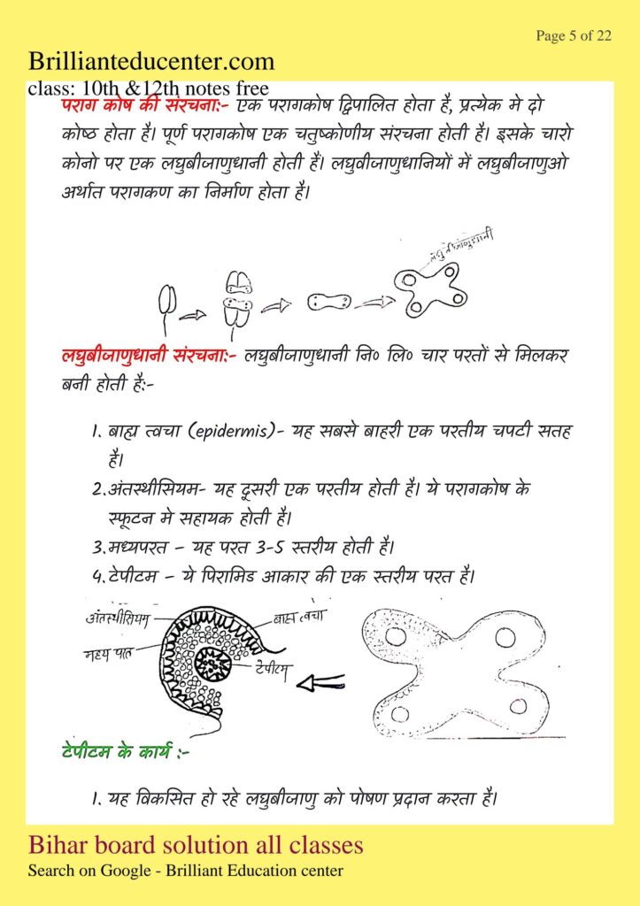 %filename Class 12th Biology chapter 2 notes | बिहार बोर्ड पुष्पि पादपो में लैंगिक जनन नोट्स Class 12th Biology chapter 2 notes | बिहार बोर्ड पुष्पि पादपो में लैंगिक जनन नोट्स